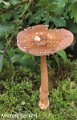 Amanita beckeri-amf220